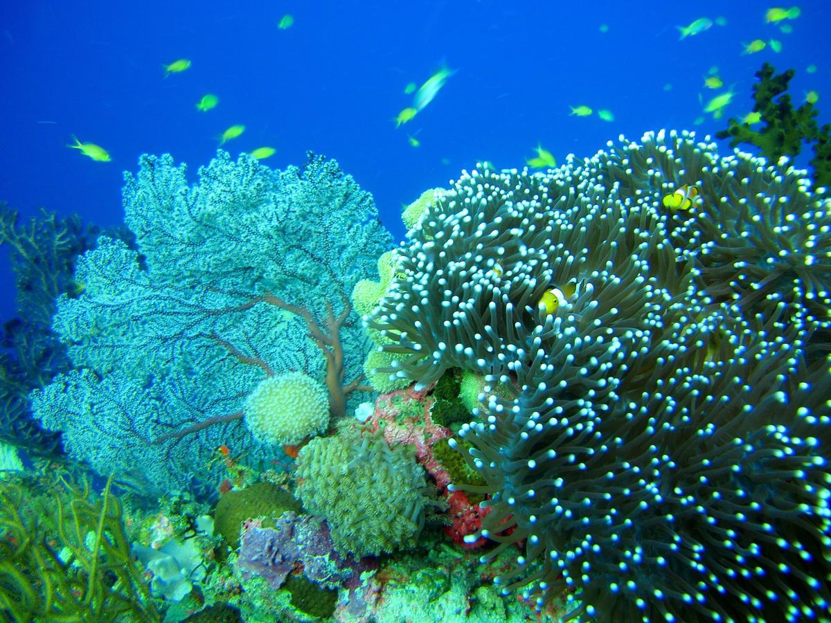 Cabilao Sunset Dive & Beach Resort Loon Ngoại thất bức ảnh